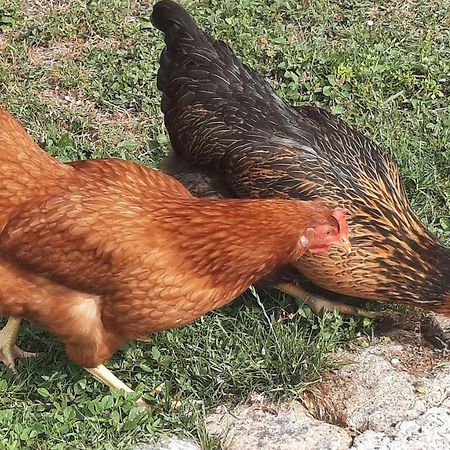 Appartamento La jolie parenthèse Saint-Sauveur-d'Aunis Esterno foto