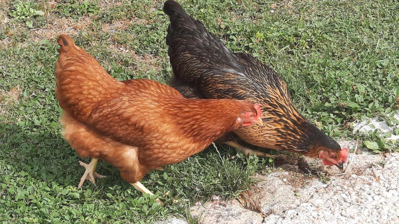 Appartamento La jolie parenthèse Saint-Sauveur-d'Aunis Esterno foto